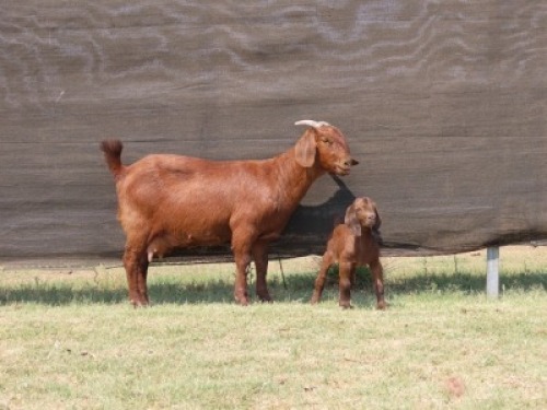 1+1X STUD KALAHARI RED DOE VAN HEERDEN STOET
