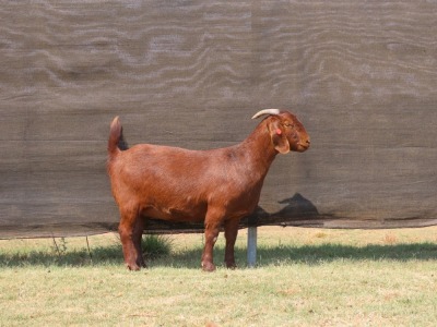 WITHDRAWN - 1X KALAHARI RED DOE VAN HEERDEN STOET