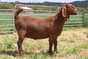 1X STUD KALAHARI RED DOE KILIFI CREEK