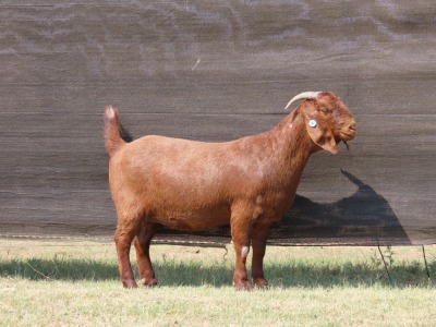 1X FLOCK KALAHARI RED DOE VAN HEERDEN STOET