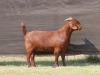 1X STUD KALAHARI RED DOE VAN HEERDEN STOET