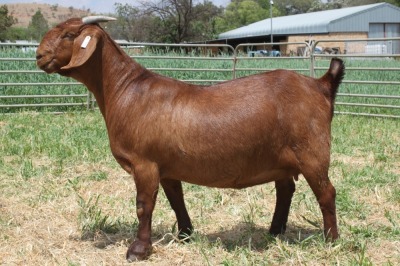 1X FLOCK KALAHARI RED DOE KILIFI CREEK