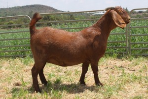 1X FLOCK KALAHARI RED DOE KILIFI CREEK