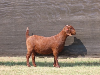 1X STUD KALAHARI RED DOE VAN HEERDEN STOET