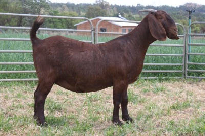 1X STUD KALAHARI RED DOE KILIFI CREEK