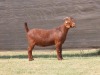 1X FLOCK KALAHARI RED DOE VAN HEERDEN STOET