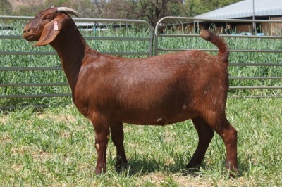 1X STUD KALAHARI RED DOE KILIFI CREEK