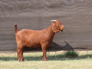 1X FLOCK KALAHARI RED DOE VAN HEERDEN STOET