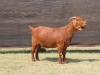 1X FLOCK KALAHARI RED DOE VAN HEERDEN STOET