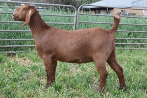 1X FLOCK KALAHARI RED DOE KILIFI CREEK