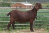 1X FLOCK KALAHARI RED DOE KILIFI CREEK