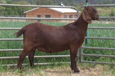 1X FLOCK KALAHARI RED DOE KILIFI CREEK