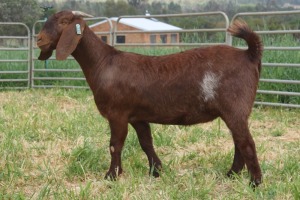 1X FLOCK KALAHARI RED DOE KILIFI CREEK