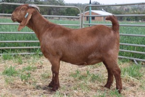 1X FLOCK KALAHARI RED DOE KILIFI CREEK