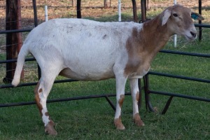 1X OOI/EWE B3 Genetics - Charles Freeme - 074 207 0007