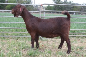 1X FLOCK KALAHARI RED DOE KILIFI CREEK