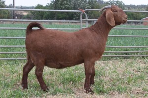 1X STUD KALAHARI RED DOE KILIFI CREEK