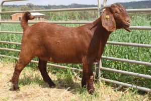 1X FLOCK KALAHARI RED DOE KILIFI CREEK