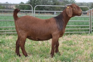 1X STUD KALAHARI RED DOE KILIFI CREEK