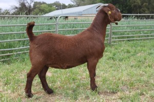 1X STUD KALAHARI RED DOE KILIFI CREEK