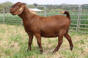 1X FLOCK KALAHARI RED DOE KILIFI CREEK