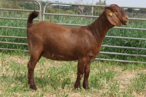 1X FLOCK KALAHARI RED DOE KILIFI CREEK