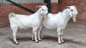 2x SAVANNA RAM ANTON BARNARD (Pay per Animal)