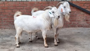 2x SAVANNA RAM ANTON BARNARD (Pay per Animal)