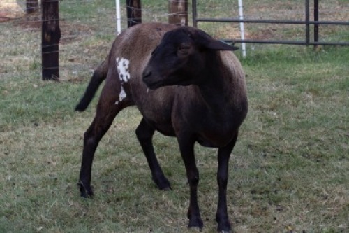 1X OOI/EWE B3 Genetics - Charles Freeme - 074 207 0007