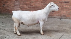 1x WHITE DORPER RAM KOWIE DE WITT