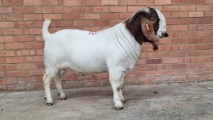 1x BOERGOAT RAM VAN DER MERWE BOERDERY