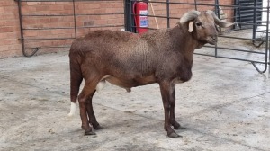 1x DAMARA RAM SINE METU FARMING (PTY) LTD