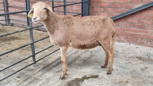 1x MEATMASTER OOI/EWE SINE METU FARMING (PTY) LTD