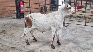 1x DAMARA RAM SINE METU FARMING (PTY) LTD