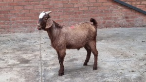 1x CAPE LOB RAM SINE METU FARMING (PTY) LTD