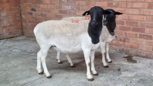 2x DORPER OOI/EWE RYAN LLOYD (Pay per Animal)