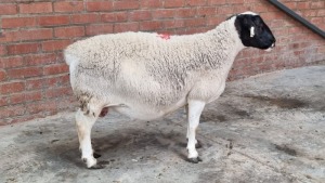 1x DORPER OOI/EWE RYAN LLOYD