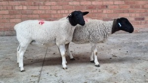 2x DORPER OOI/EWE RYAN LLOYD (Pay per Animal)