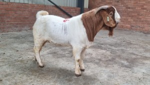 1x BOERGOAT RAM NARDUS VOLSCHENK