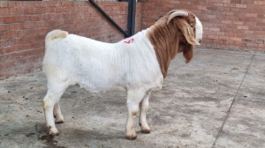 1x BOERGOAT RAM NARDUS VOLSCHENK