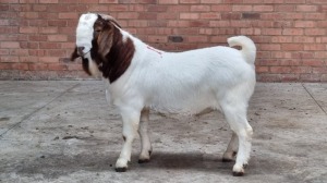 1x BOERGOAT RAM NARDUS VOLSCHENK