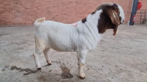 1x BOERGOAT RAM NARDUS VOLSCHENK