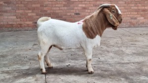 1x BOERGOAT RAM NARDUS VOLSCHENK