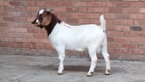 1x BOERGOAT RAM NARDUS VOLSCHENK