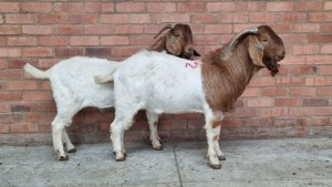 2x BOERGOAT RAM ISABELLE NELL (Pay per Animal)