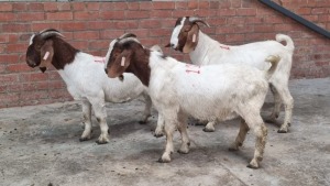 3x BOERGOAT RAM LOVERS (Pay per Animal)