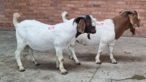 2x BOERGOAT RAM LOVERS (Pay per Animal)