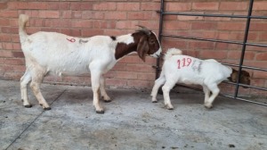 1x BOERGOAT OOI/EWE JUNKER BOERDERY