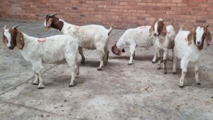 5x BOERGOAT RAM LOVERS (Pay per Animal)