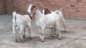 3x BOERGOAT RAM LOVERS (Pay per Animal)